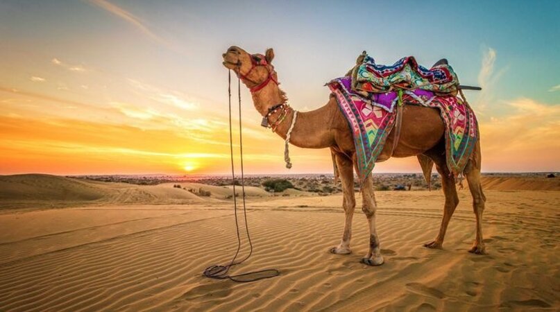 egipt camel