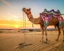egipt camel